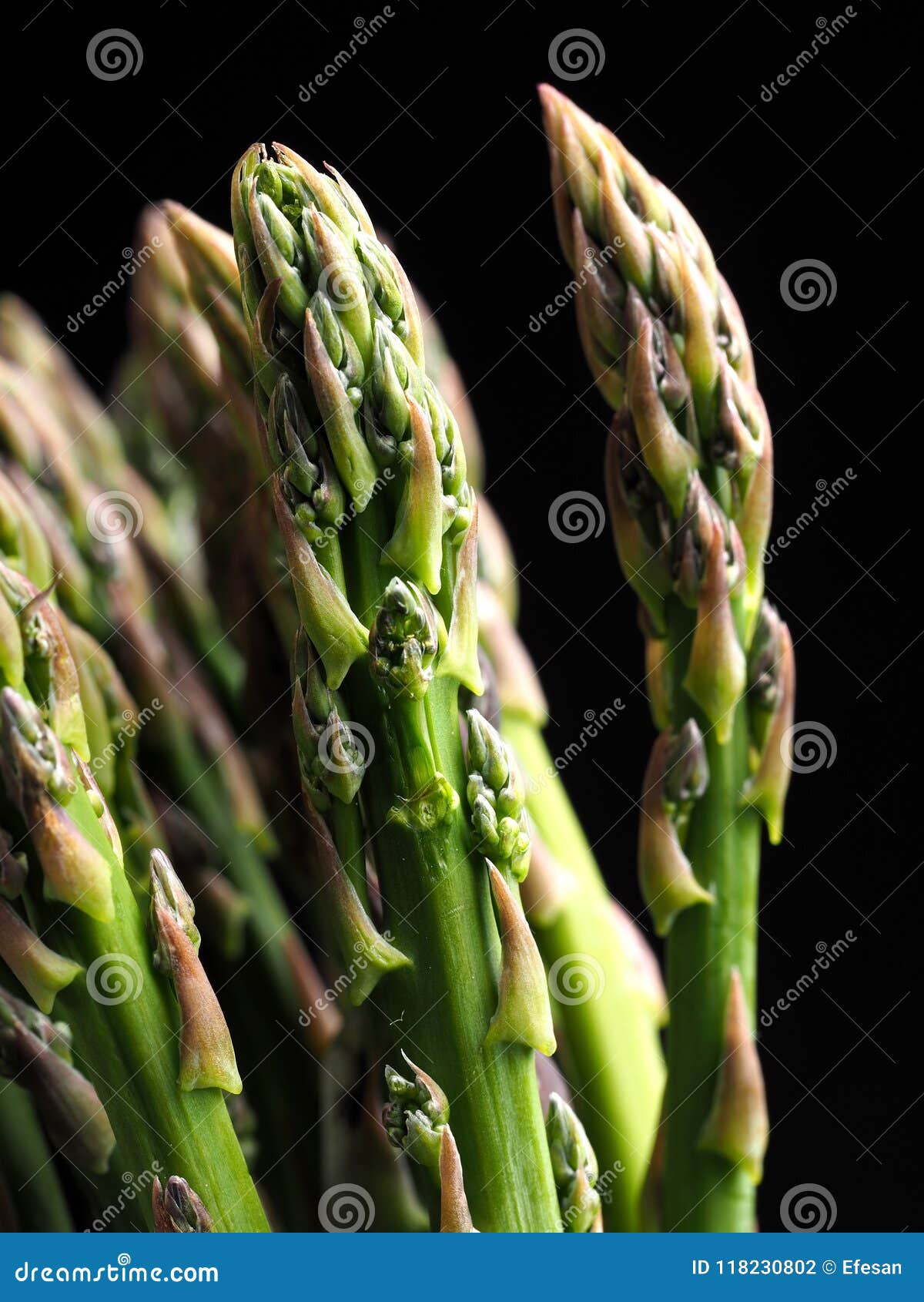 asparagus Ã¢â¬â esparragos - asperges